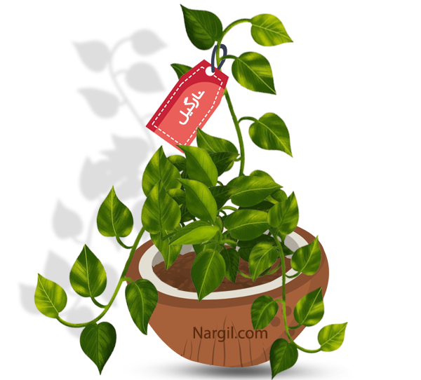 Nargil - Epipremnum aureum